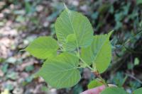 Tilia platyphyllos