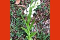 Cephalanthera longifolia