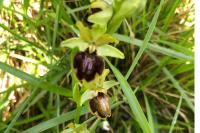 Ophrys aranifera