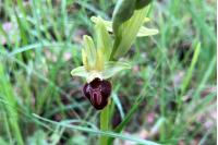 Ophrys aranifera