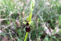 Ophrys insectifera
