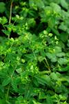 Euphorbia dulcis
