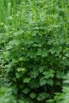 Aconitum bauhinii