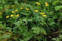 Caltha palustris