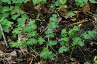 Thalictrum flavum