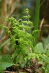 Thelypteris palustris
