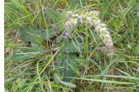 Salvia pratensis