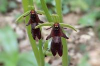 Ophrys insectifera