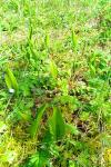 Ophioglossum vulgatum