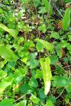 Ophioglossum vulgatum
