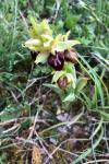 Ophrys aranifera