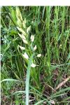 Cephalanthera longifolia