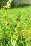 Ophrys aranifera