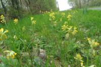 Primula veris