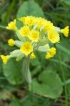 Primula veris