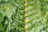 Equisetum telmateia