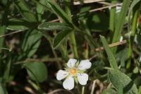 Potentilla montana