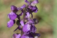 Anacamptis morio