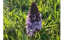 Orchis purpurea