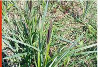 Carex acutiformis