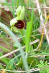 Ophrys aranifera