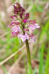 Orchis purpurea