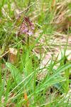 Orchis purpurea