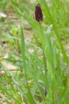 Orchis purpurea