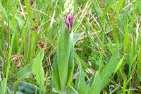 Orchis mascula
