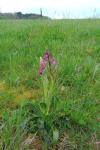 Orchis mascula