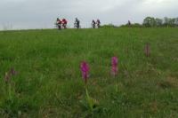 Orchis mascula
