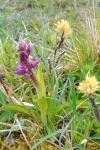 Carex flacca