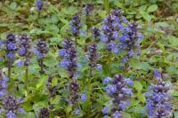 Ajuga reptans
