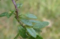 Polygala serpyllifolia