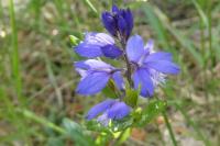 Polygala serpyllifolia