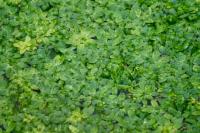 Callitriche obtusangula