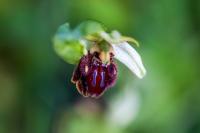 Ophrys aranifera