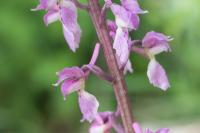 Orchis mascula