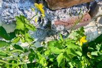Chelidonium majus