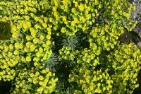 Euphorbia