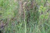 Asparagus officinalis
