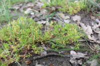 Montia fontana subsp. minor