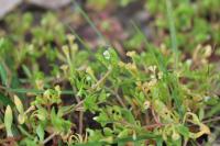 Montia fontana subsp. minor