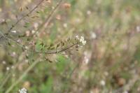 Capsella bursa-pastoris