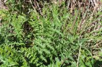 Filipendula vulgaris