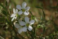 Arenaria montana