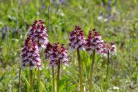 Orchis purpurea