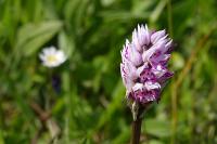 Orchis simia