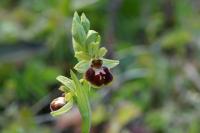 Ophrys aranifera