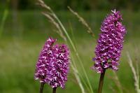 Orchis x angusticruris